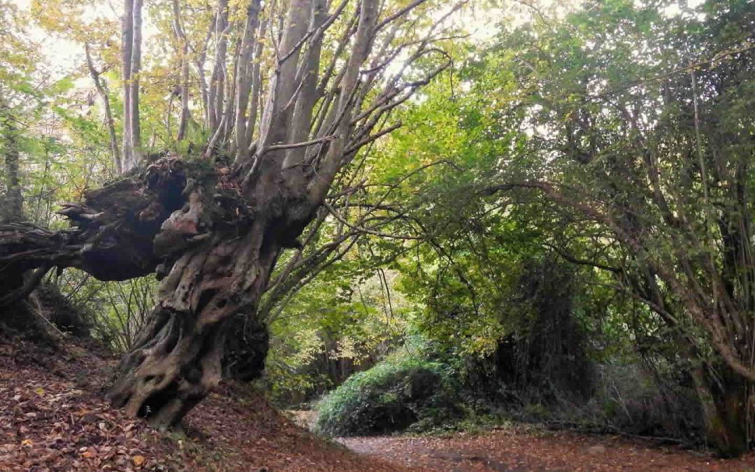 VUOI VIVERE FELICE? CIRCONDATI DI PIANTE E ALBERI La presenza del verde sarebbe …
