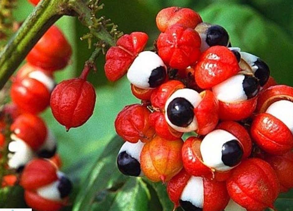 Volete bruciare i grassi e tonificare il fisico? Allora provate il guaranà…
 I…