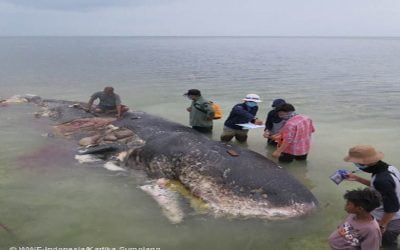 Capodoglio morto in Indonesia con 6kg di plastica nello stomaco | Ambiente Bio