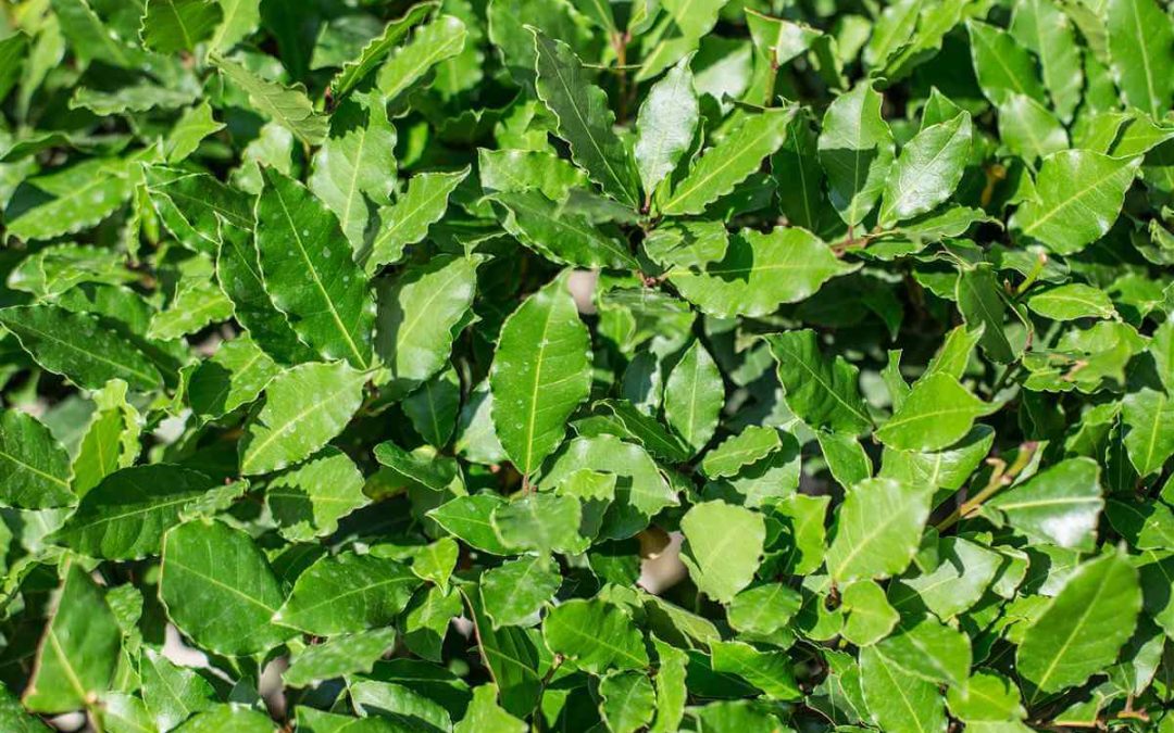 DIABETE, CI PENSA L'ALLORO!!! Non tutti sanno che l’alloro è