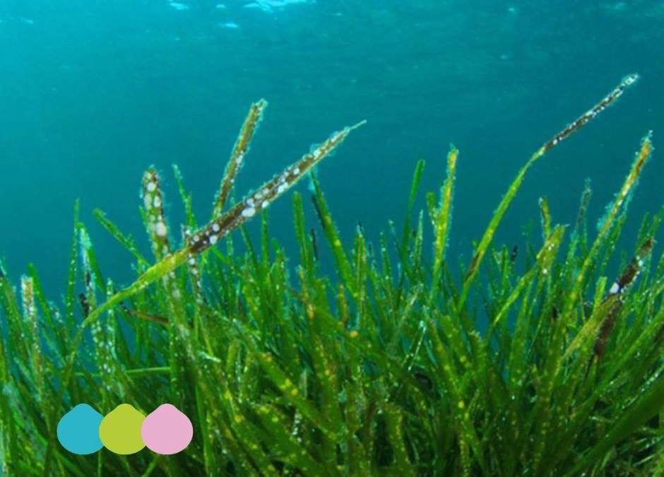ALGHE CONTRO LA CELLULITE
 Quali sono le proprietà ed i benefici delle alghe ant…