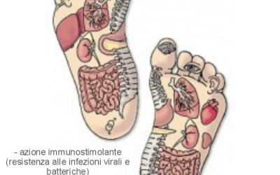 AUMENTA LE TUE DIFESE IMMUNITARIE
 E se vi dicessimo che la riflessologia planta…