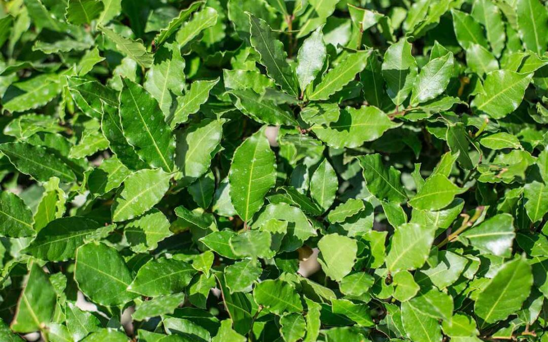 DIABETE, CI PENSA L'ALLORO!!! Non tutti sanno che l’alloro è